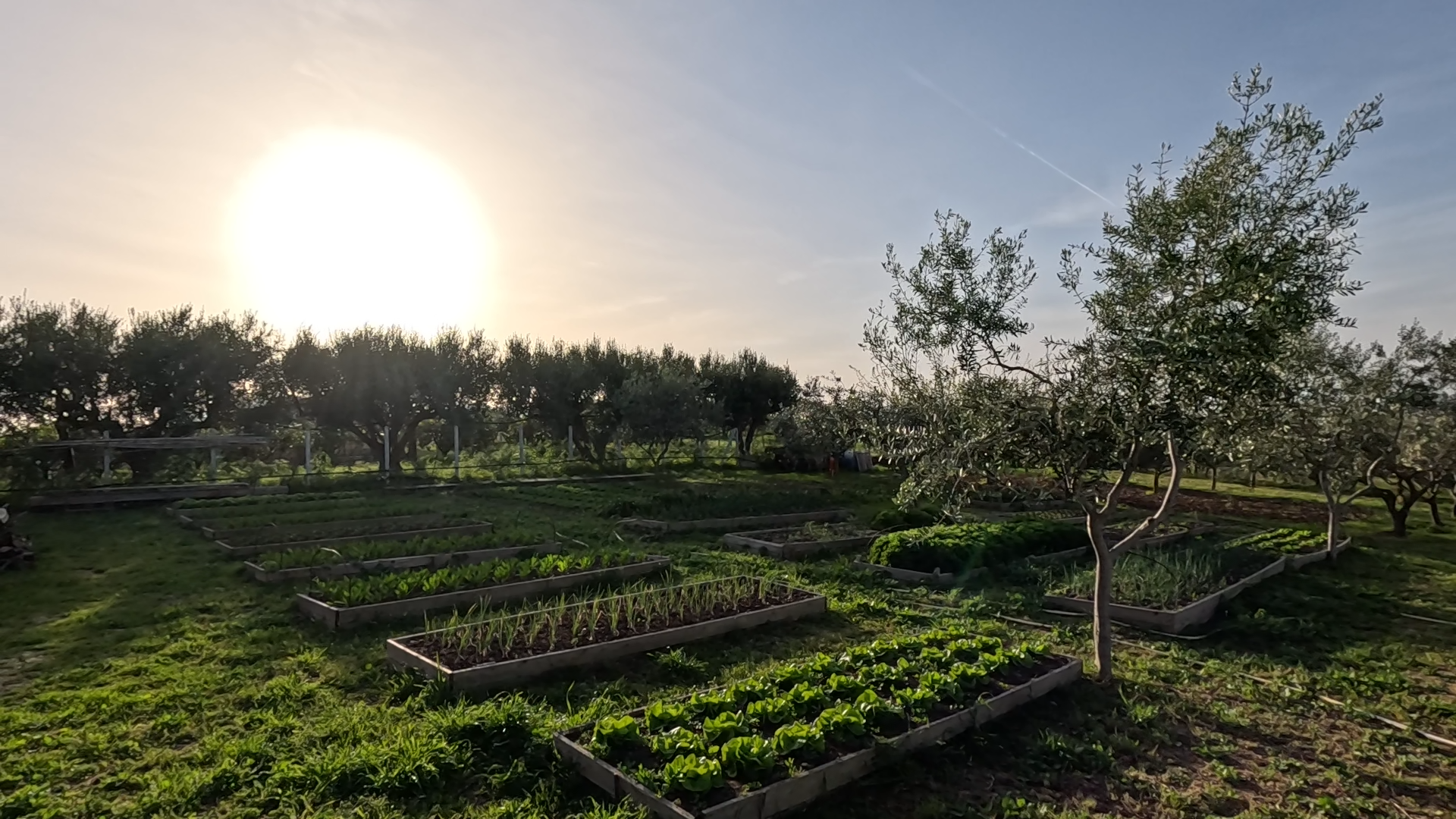 Raised garden beds at Beddu Cori farm representing best food in Sicily Italy