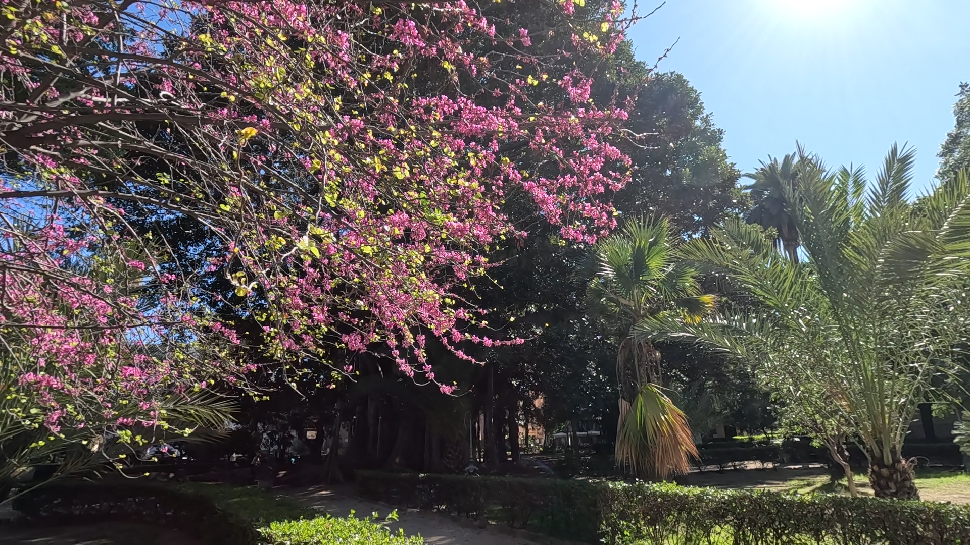 Pink spring blossoms and palm trees in Piazza Marina park in Palermo, Sicily during spring in Sicily