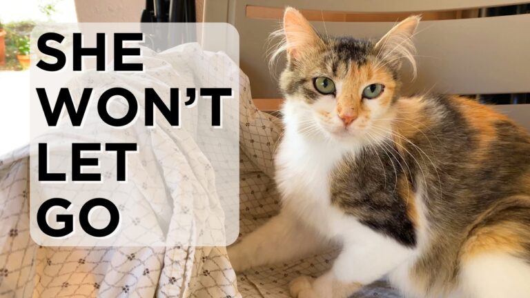 Hungry cat in Sicily Calico cat sitting on a blanket with text overlay saying She Won’t Let Go